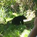 玉山國家公園有黑熊；圖片來源：玉管處