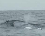 藍鯨游經北大西洋，圖片由康乃爾鳥類學研究室友情提供