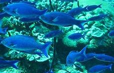 加勒比海珊瑚礁魚。圖片來源：世界資源協會，Lauretta Burke攝