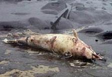 2002年西班牙加利西亞海岸死于威望號石油洩漏事故的巨頭鯨。Ana Belén Rodríguez Álvarez 攝