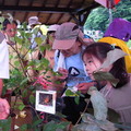 「2009陽明山蝴蝶季」活動現場擺放著食草植物，許多蝴蝶幼蟲和蛹深藏其中，深深吸引著遊客目光。（林柏昌攝） 