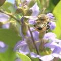 穿梭花叢中的蜜蜂。圖片來源：我們的島