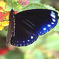 斯氏紫斑蝶雄蝶（2001年秋 攝於飛牛牧場）雄蝶前翅下緣有兩條平行白色性斑，上有特殊的鱗片叫「發香鱗」，雌蝶沒有這個構造。