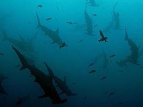 加拉巴哥群島水域的雙髻鯊。Water Planet 攝。
