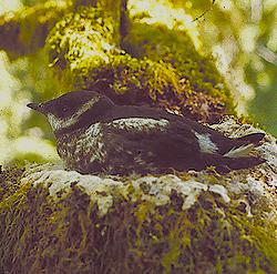 斑海雀在美國沿海原始森林的鳥巢中憩息。圖片由 HOPE 提供。