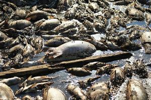 美國伊利諾州岩石河上的死魚。圖片攝於2009年6月,W.J. Manon 攝。 美國伊利諾州岩石河上的死魚。圖片攝於2009年6月,W.J. Manon 攝。