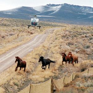 内華達州用直升機圍攏野生馬。圖片由 Richard H. Brown 攝，内華達州土地管理局提供。