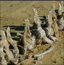 鯨魚谷化石群；圖片來源：UNESCO  