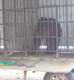 Circo Abuhadba 馬戲團被關在小籠子内的熊。圖片由 ADI 提供。