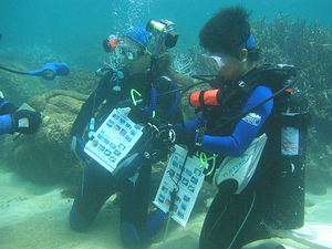 珊瑚體檢現場；攝影：張祖德