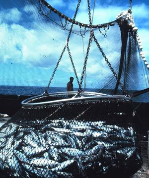 1984年西印度洋一名漁夫將滿是漁獲的網子拖上船。Jose Cort 攝。圖片由 NOAA 提供。