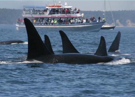 普吉灣的虎鯨與賞鯨船。John Hogan 攝。圖片由 NOAA 提供。