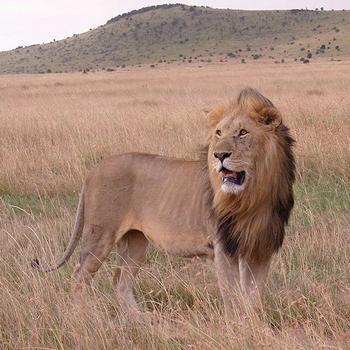 肯亞 Masai Mara 保護區内的獅子。圖片由 Wikipedia 提供。