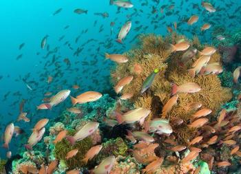 佛得角島通道的珊瑚礁。Sterling Zumbrunn 攝。圖片由 CI 提供。