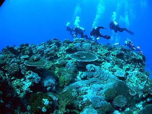 潛水志工正在進行珊瑚礁體檢；圖片提供：中央研究院珊瑚礁演化生態暨遺傳研究室