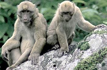 阿魯納恰獼猴。Anindya Sinha 攝，圖片由尼泊爾 WWF 提供。
