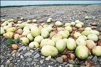 遭棄置的西瓜。顏宏駿攝，圖片來源：www.shadowgov.tw