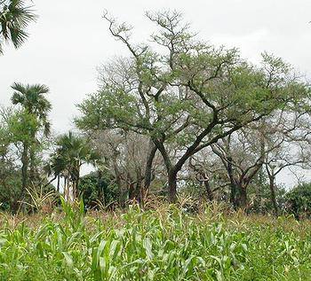 玉米田邊的相思樹將氮儲存在土裏提供玉米生長所需養份。Marco Schmidt 攝。