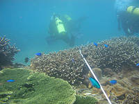 珊瑚體檢第一步──拉穿越線
