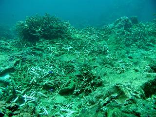澎湖青灣的珊瑚僅剩下16%的珊瑚存活；圖片提供：謝恆毅