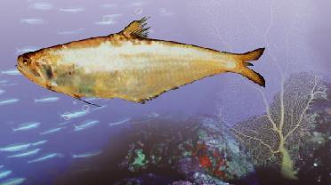 黃隻魚。圖片來源：金門水產試驗所