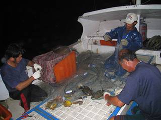 晚上漁船海上作業，收起漁網，整理漁獲