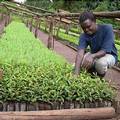 「尼羅河流域再造林計畫」的樹苗。照片來源：烏干達林務局