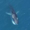 長鬚鯨。照片來源：NOAA