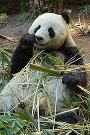 圖片來源：維基百科 大熊貓