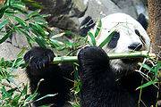圖片來源：維基百科 大熊貓