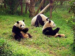 圖片來源：維基百科 四川大熊貓棲息地