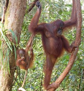 印尼雨林中的紅毛猩猩。攝影：Daniel Murdiyarso。CIFOR提供。
