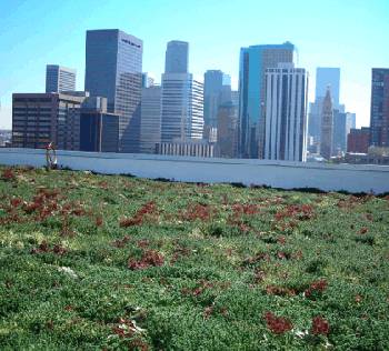 美國環保署位於丹佛的分局大樓已裝設綠屋頂。照片來源：美國環保署
