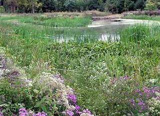 紐約的濕地保護計畫可進行暴雨管理，並提供野生動物棲地。