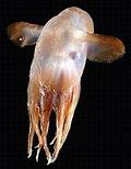 被稱為小飛象的煙灰蛸(海洋生物普查提供)