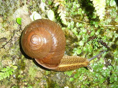 台灣本土最大的蝸牛「斯文豪氏大蝸牛」，殼寬可達6公分。