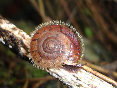 殼體週緣長有殼毛的台灣盾蝸牛，常見大小約3公分。