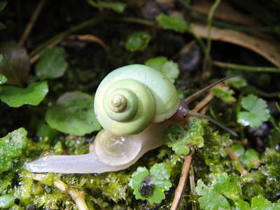 艷氣逼人具有綠色外殼的台灣青山蝸牛，大小約1.5公分。