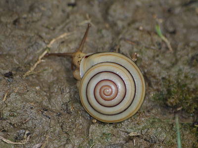 恆春半島特有的「班卡拉蝸牛」，殼看起來像糖果寬約2.5公分。