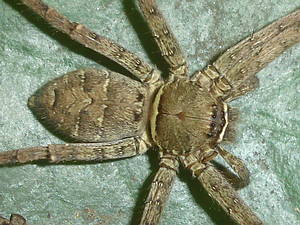 白額高腳蛛是室內最大型的蜘蛛，前額頭及背甲後緣各具有一條黃白色橫帶是其辨識特徵。
