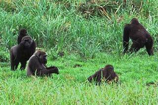 非洲加彭的大猩猩 (Marko Laakkonen攝) 