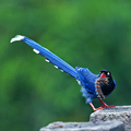 台灣藍鵲(中華鳥會提供，-郭耿光攝影)