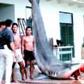 1966年，漁民在夏威夷歐湖島海域釣起的虎鯊(tiger shark)，體長達1400吋，重1200英磅。由於人類的撈捕，如今像這種大型魚類的數量已越來越少。(照片引用自ENS)