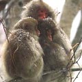 風雪中的日本獼猴