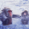正在享受溫泉浴的日本雪猴