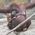 母紅毛猩猩與牠的小寶寶