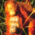 在雨林中掙扎求生的紅毛猩猩
