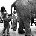 紐約有間Rosamond Gifford動物園，2005年時就開始思考利用這些草食性動物的糞便來作生質能源，它們極有潛力能完成任務，因為光亞洲象那一區每天就能「掉下」1000磅的大便。