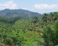 沙勞越所種植的棕櫚園(圖片來源：Anjalil)