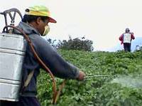 噴灑農藥中的農民。照片來源：UNEP
